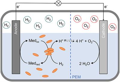 Reductive dehalogenase of Dehalococcoides mccartyi strain CBDB1 reduces cobalt- containing metal complexes enabling anodic respiration